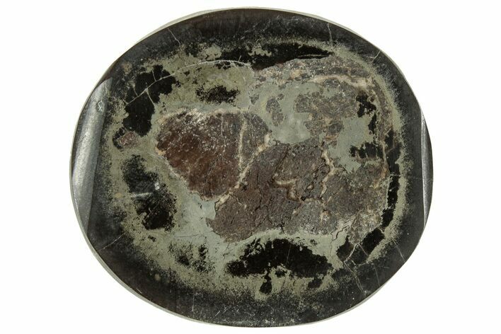 Polished Fish Coprolite (Fossil Poo) Nodule Half - Scotland #314919